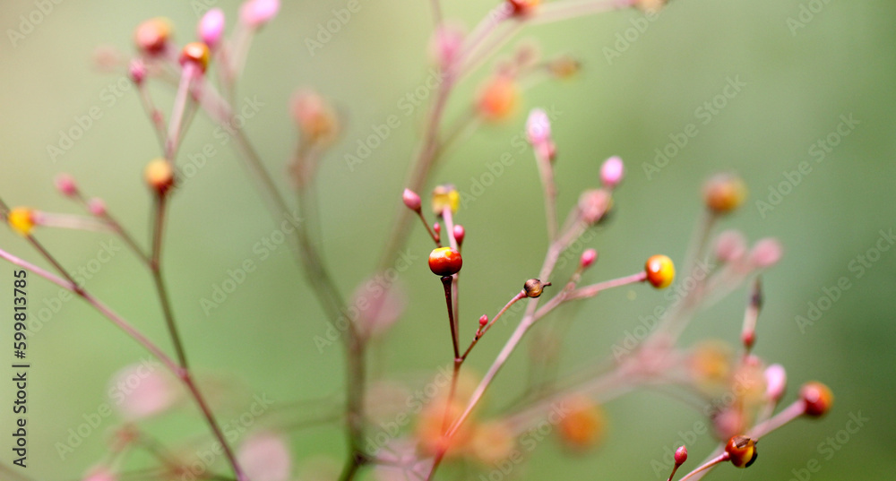 Talinum Fruticosum Flower with bokeh Talinum Fruticosum Flower with bokeh