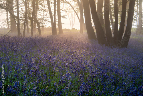 Lovely Spring bluebell forest with light layer of fog giving calm peaceful feeling in English countryside