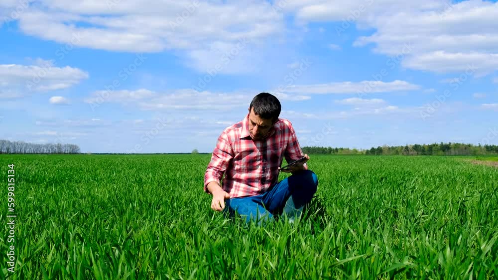 The male farmer checks green wheat sprouts on the field. Selective focus. The male farmer checks green wheat sprouts on the field. Selective focus.