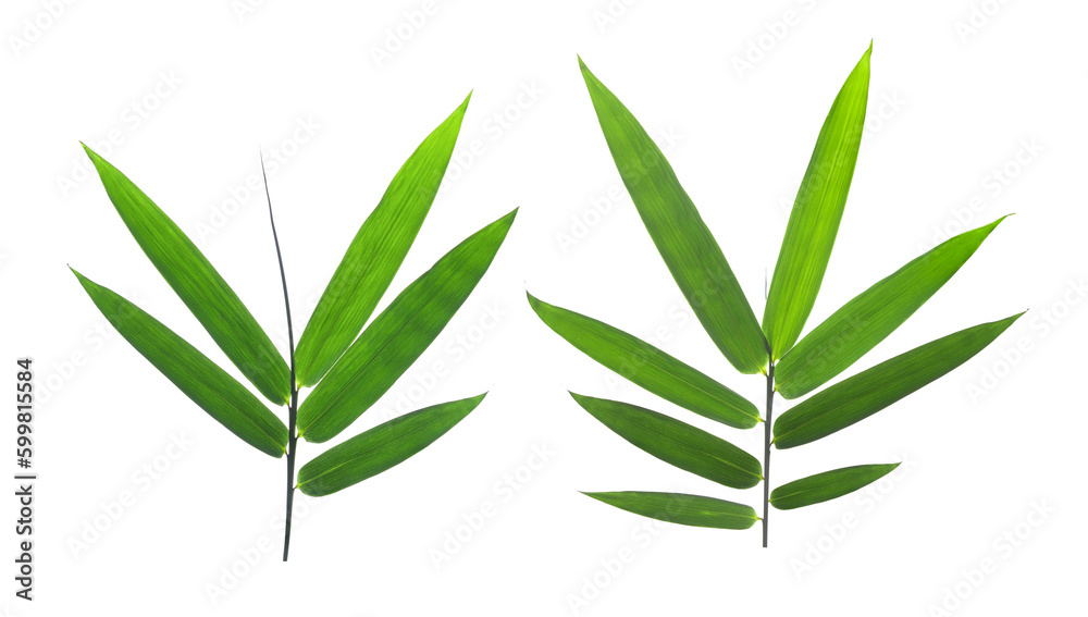 Fototapeta premium bamboo leaves isolated on transparent png