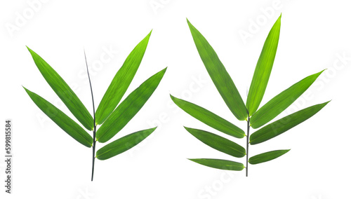 bamboo leaves isolated on transparent png
