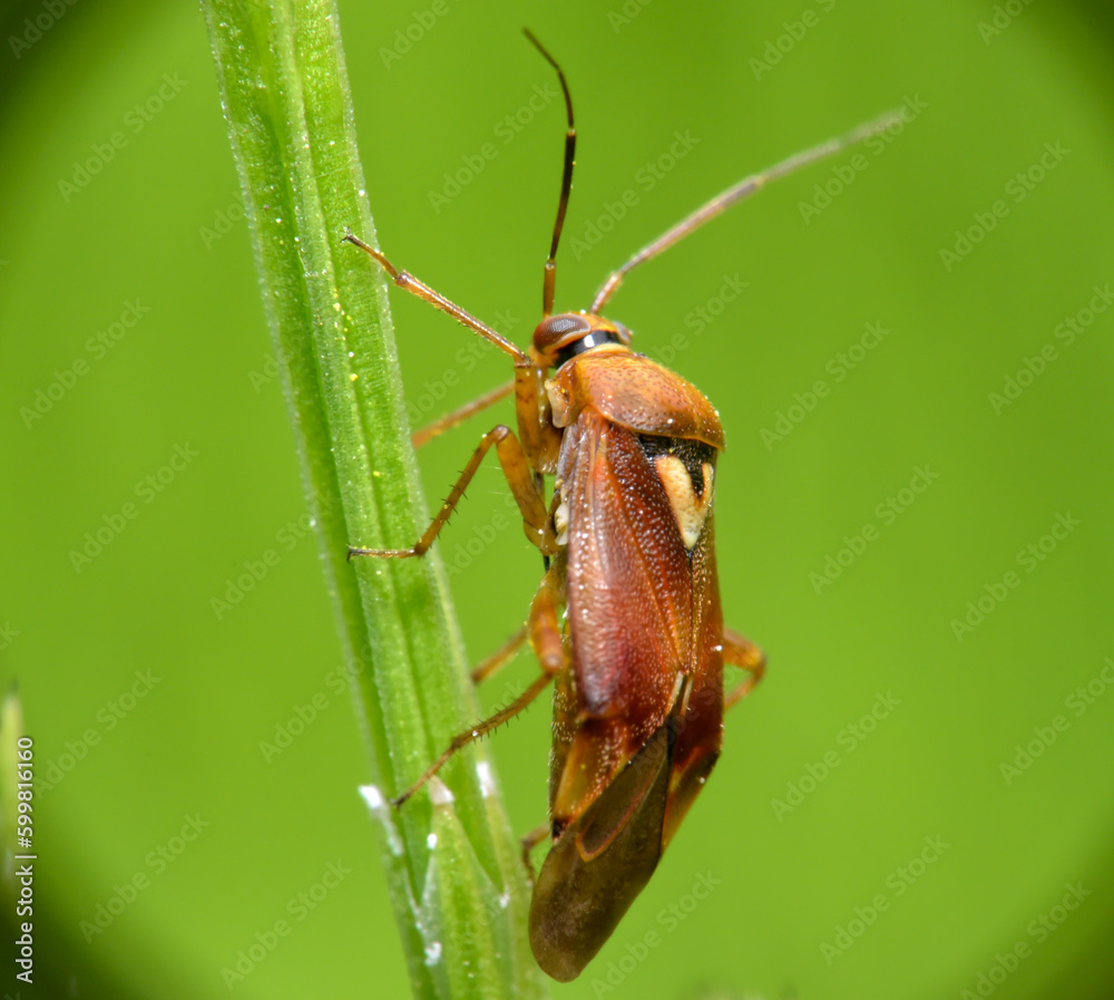Brown beetle sits on a green twig Brown beetle sits on a green twig