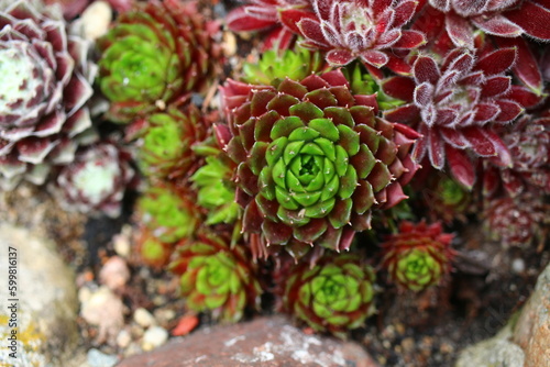 Sempervivum rojnik California