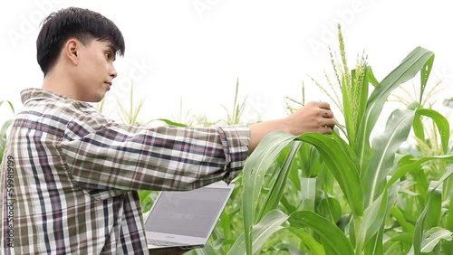 Agriculture. Farmer worker in corn field. Modern digital technologies. Agronomist at the farm. Farmer with tablet in green corn field. Worker works on farm. Concept of agriculture. Business Farm