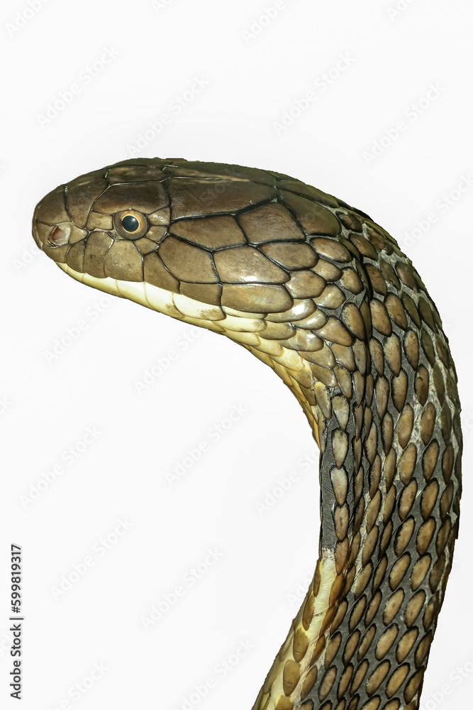 Fototapeta premium Close up head king cobra on white background have path