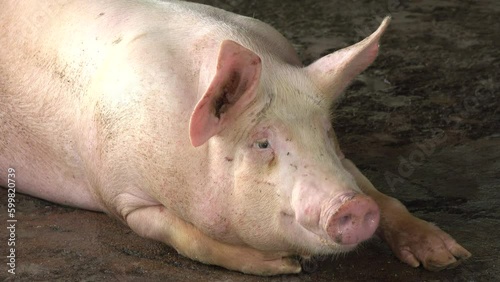 Close-up pig sleeping in a farm photo