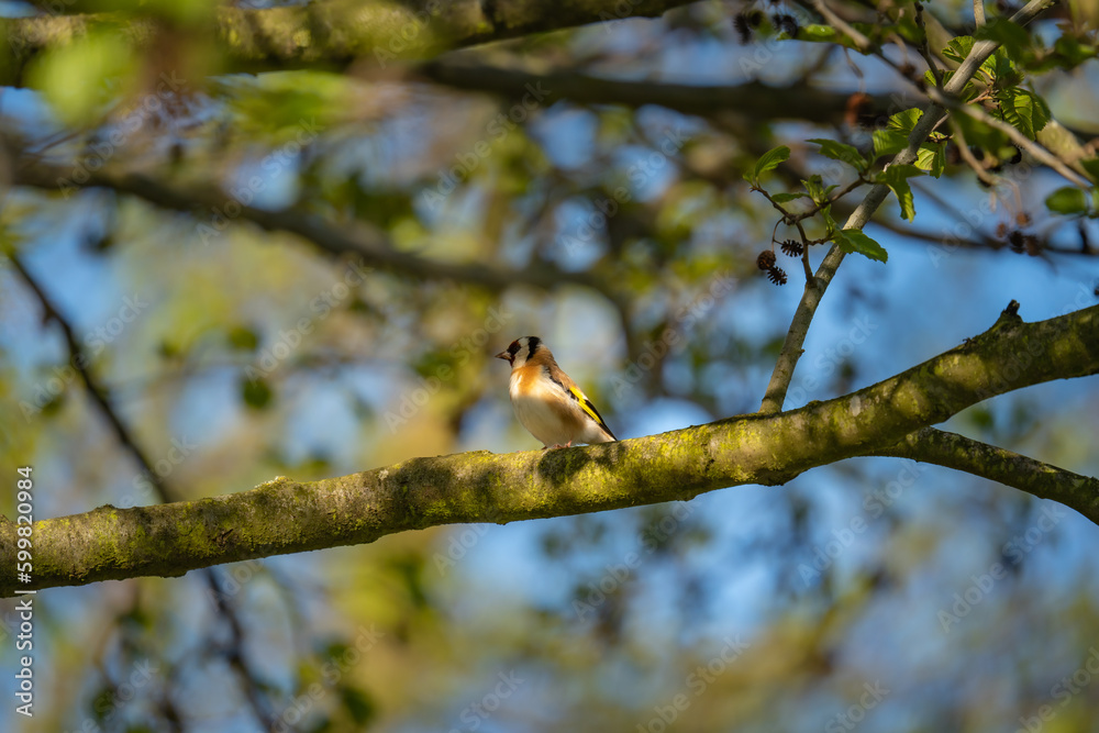 Vogel im Baum Vogel im Baum