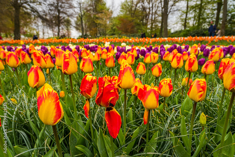 A view of the cilia of colorful blooming tulips.