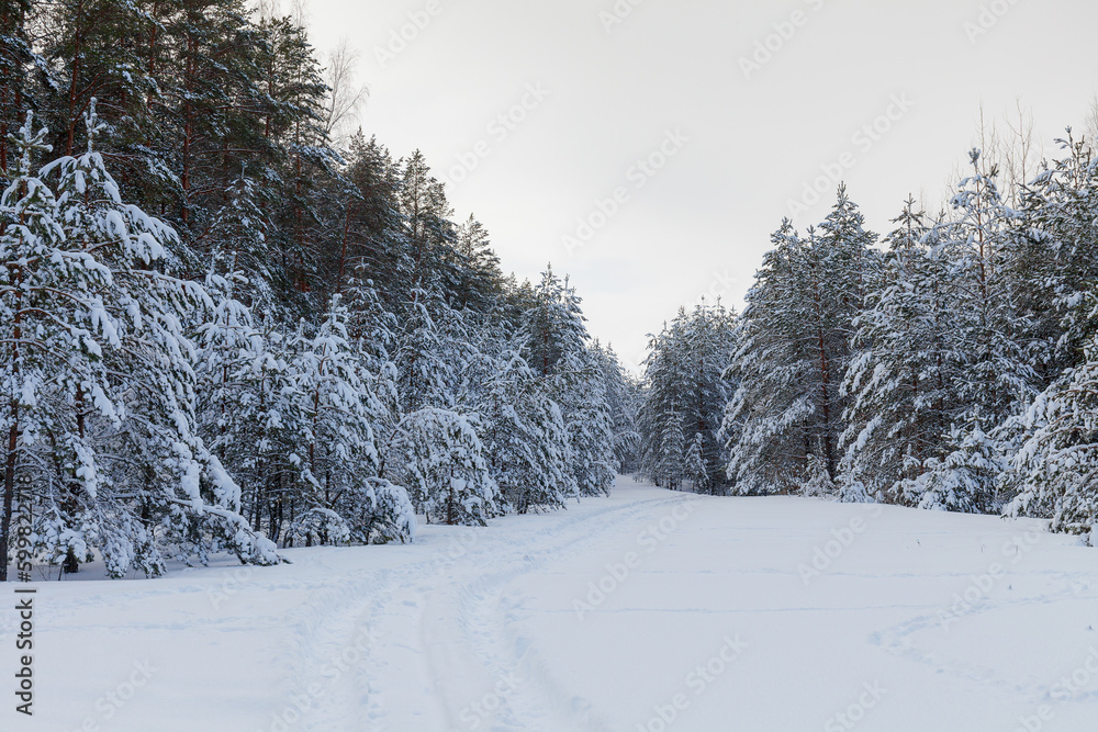 Obraz premium On the lawn covered with snow fir trees and pines are standing poured with snow in frosty winter day.