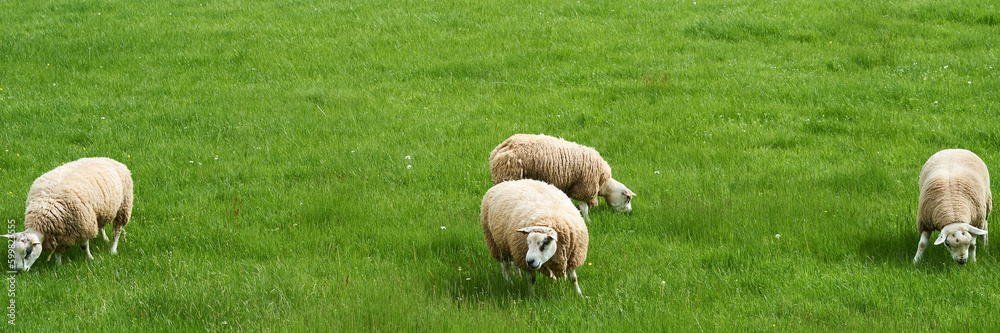 Sheeps on grass field in Cumbria, England, United Kingdom Sheeps on grass field in Cumbria, England, United Kingdom