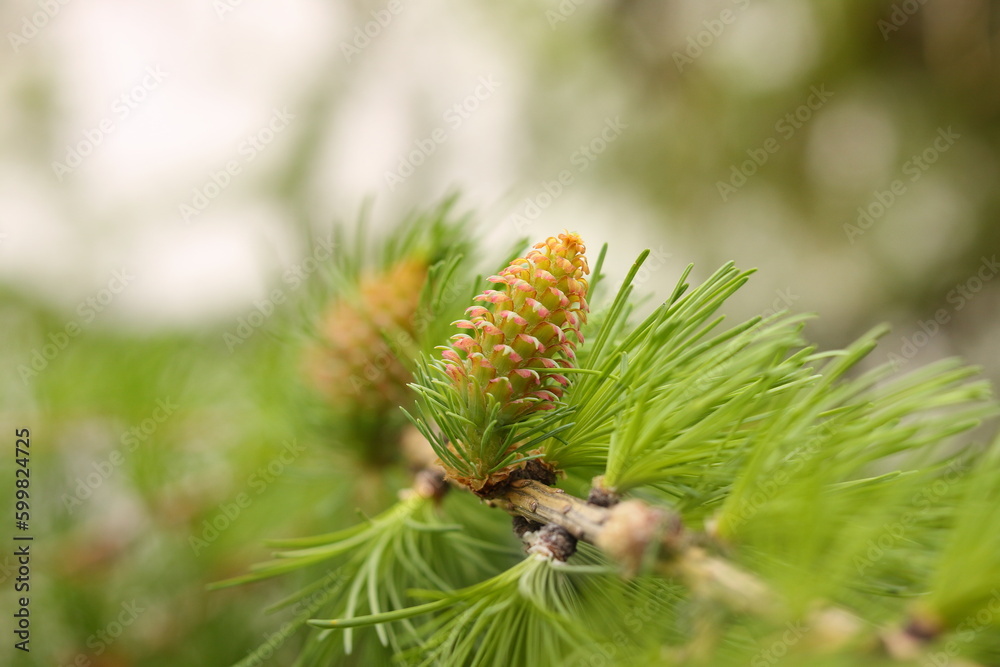 European larch in spring.