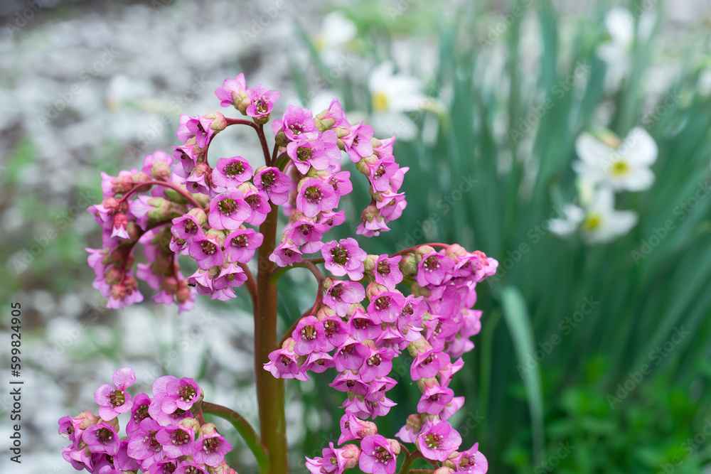 Obraz premium Pink flowers of Bergenia crassifolia in the spring garden. Selective focus