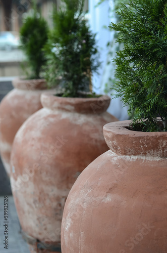Young cypresses in old clay pots outdoors in the park.