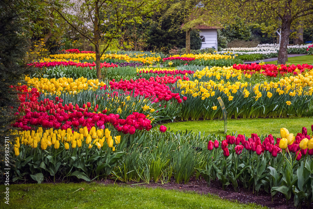 Keukenhof park of flowers and tulips in the Netherlands. Beautiful outdoor scenery in Holland Keukenhof park of flowers and tulips in the Netherlands. Beautiful outdoor scenery in Holland