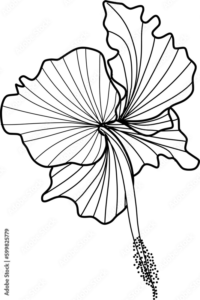 hibiscus flower lineart