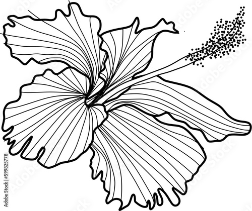 hibiscus flower lineart