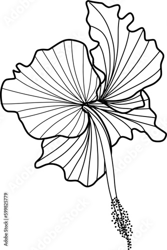 hibiscus flower lineart