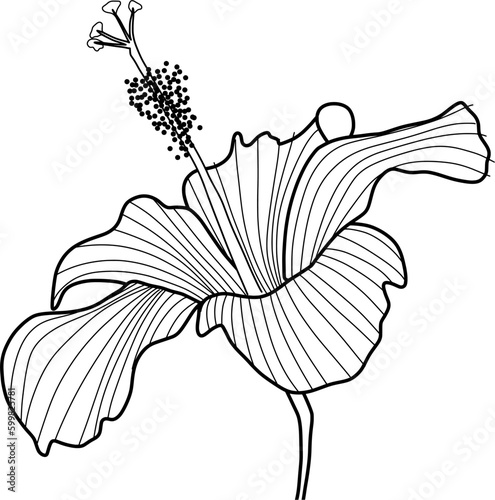 hibiscus flower lineart