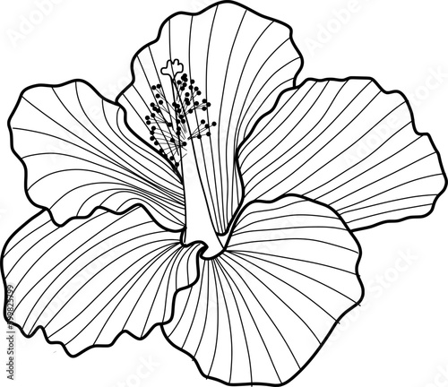 hibiscus flower lineart