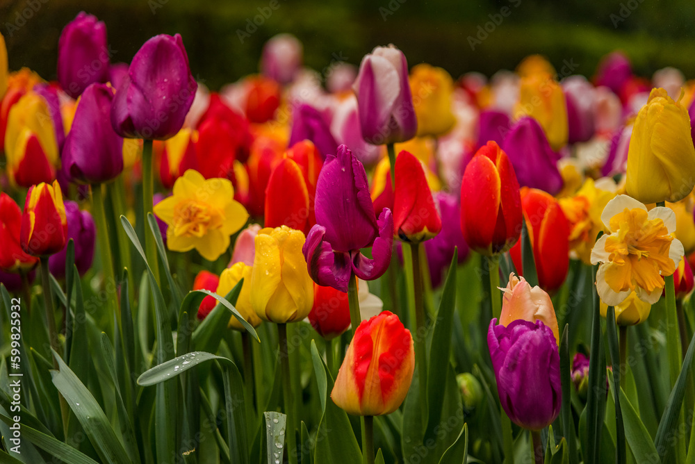 Close-up view of colorful tulips in full bloom.