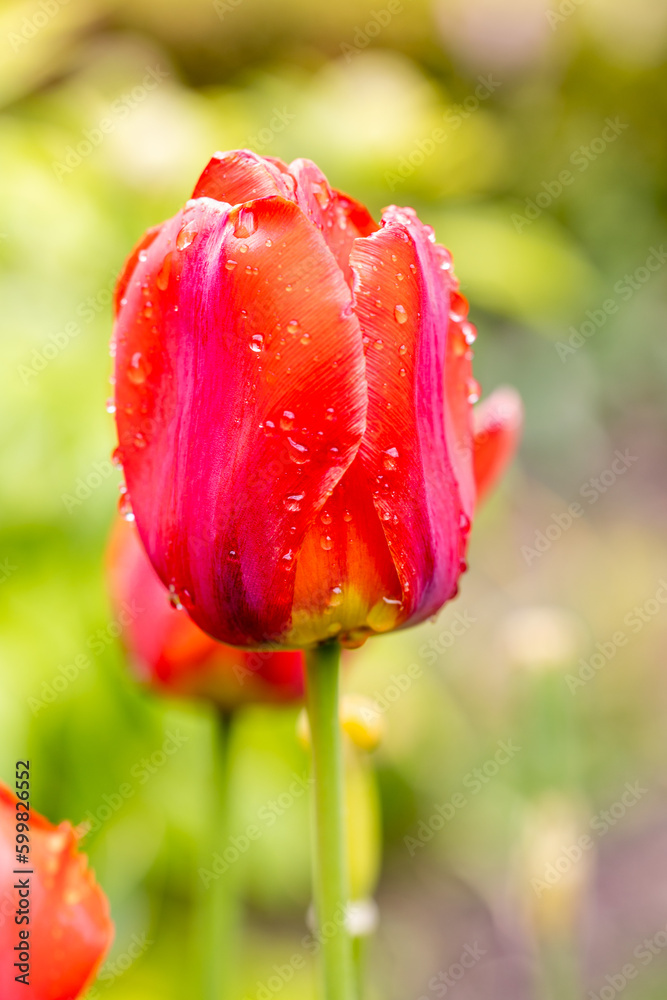 Obraz premium tulip wet by raindrops grown in a garden in Madrid