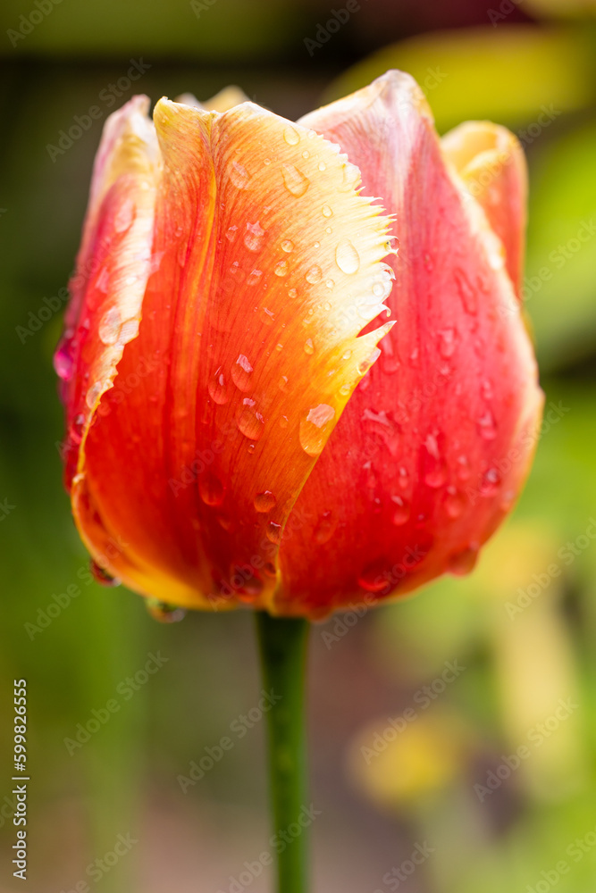 tulip wet by raindrops grown in a garden in Madrid tulip wet by raindrops grown in a garden in Madrid