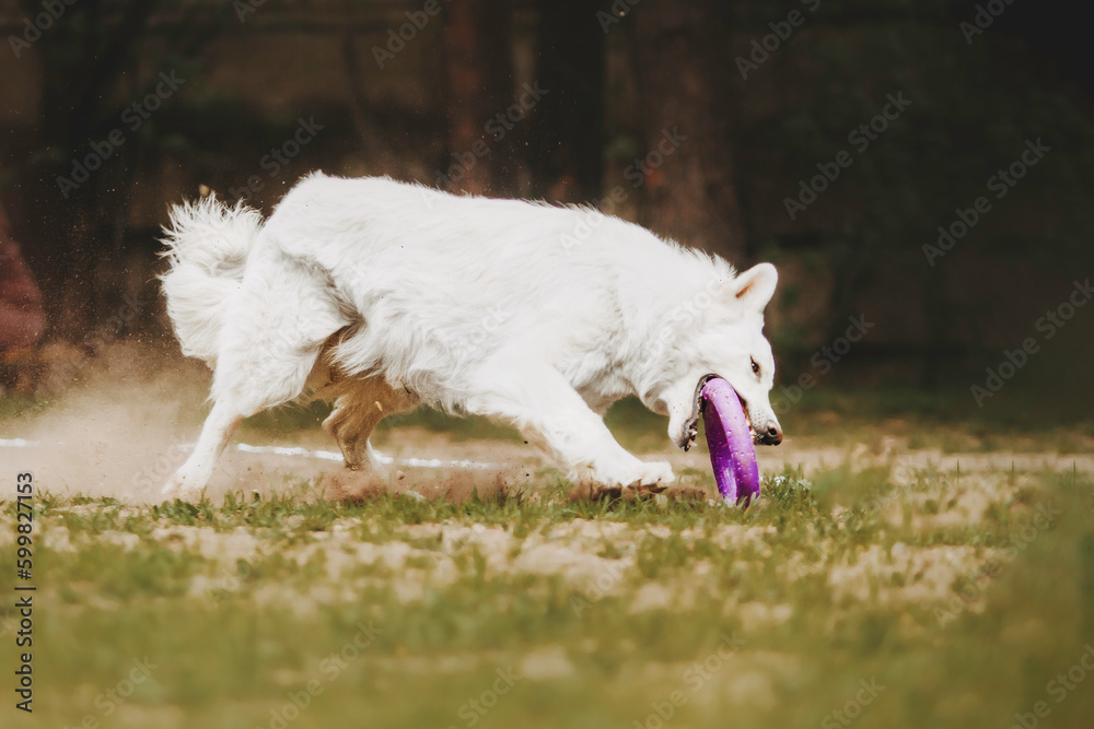 Beautiful dog runs in a pine forest Beautiful dog runs in a pine forest