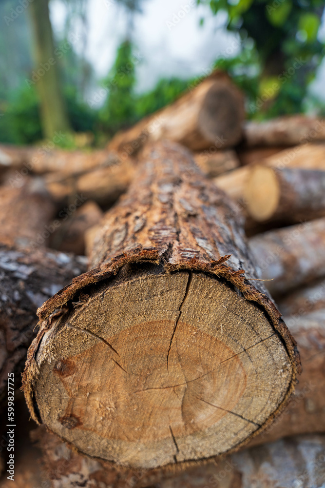 Log trunks pile, the logging timber forest wood industry. Wide banner or panorama of wood trunks timber harvesting in forest. Log trunks pile, the logging timber forest wood industry. Wide banner or panorama of wood trunks timber harvesting in forest.