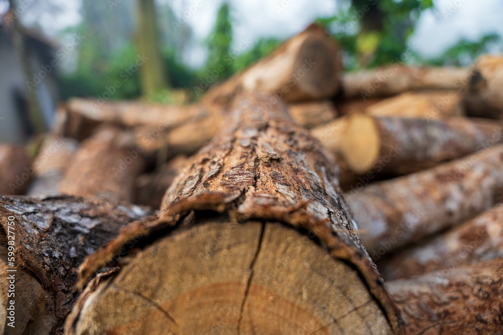 Log trunks pile, the logging timber forest wood industry. Wide banner or panorama of wood trunks timber harvesting in forest. Log trunks pile, the logging timber forest wood industry. Wide banner or panorama of wood trunks timber harvesting in forest.