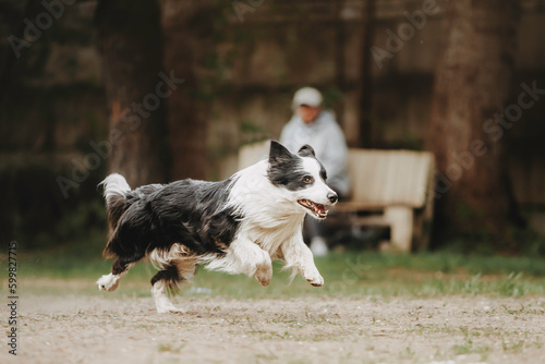 Cheerful border collie dog quickly runs after a toy. Beautiful spring background and warm atmosphere