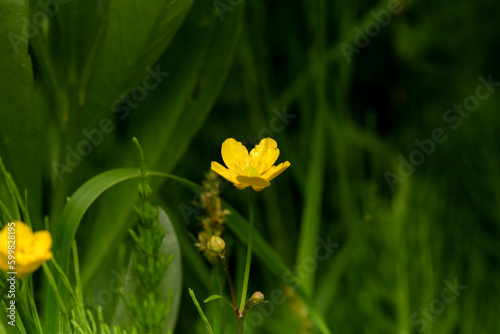 Small yellow flower on a green meadow