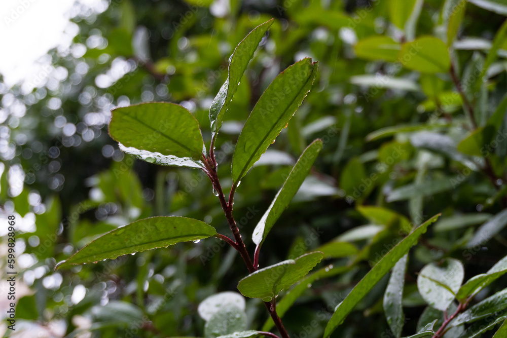 Leaves with drops of water, Water drops on green leaves during rain