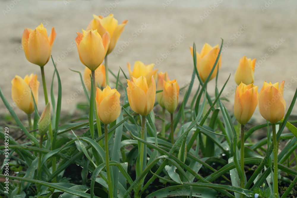 Yellow flax-leaved tulips (Tulipa linifolia). Yellow flax-leaved tulips (Tulipa linifolia).