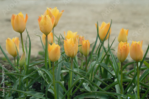 Yellow flax-leaved tulips (Tulipa linifolia).