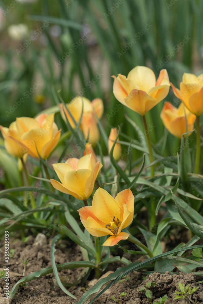 Group of Borkara tulips (Tulipa linifolia). Group of Borkara tulips (Tulipa linifolia).