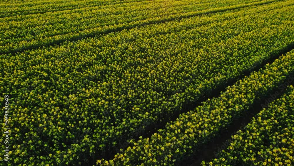 Drohnenaufnahmen von einem Rapsfeld bei Sonnenuntergang Drohnenaufnahmen von einem Rapsfeld bei Sonnenuntergang
