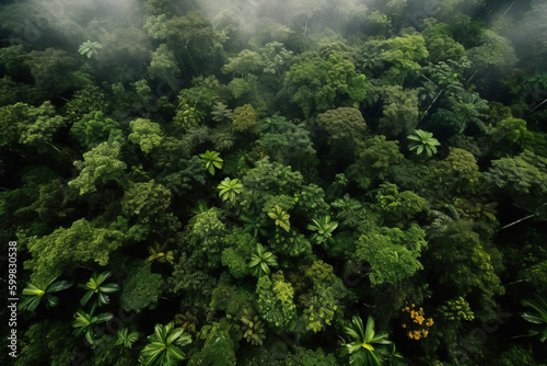 Tropical green lush rainforest near amazon river, top drone view landscape