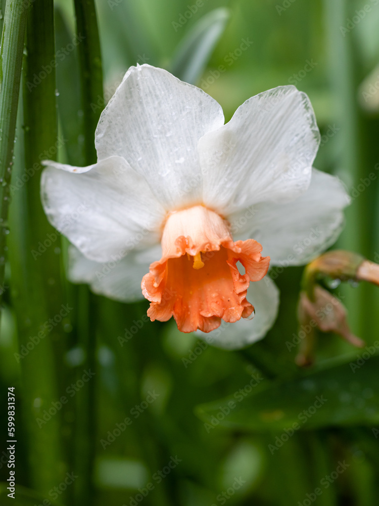 Obraz premium Narcissus Delnashaugh cultivated in a garden in Madrid