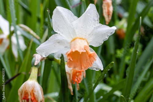 Narcissus Delnashaugh cultivated in a garden in Madrid photo