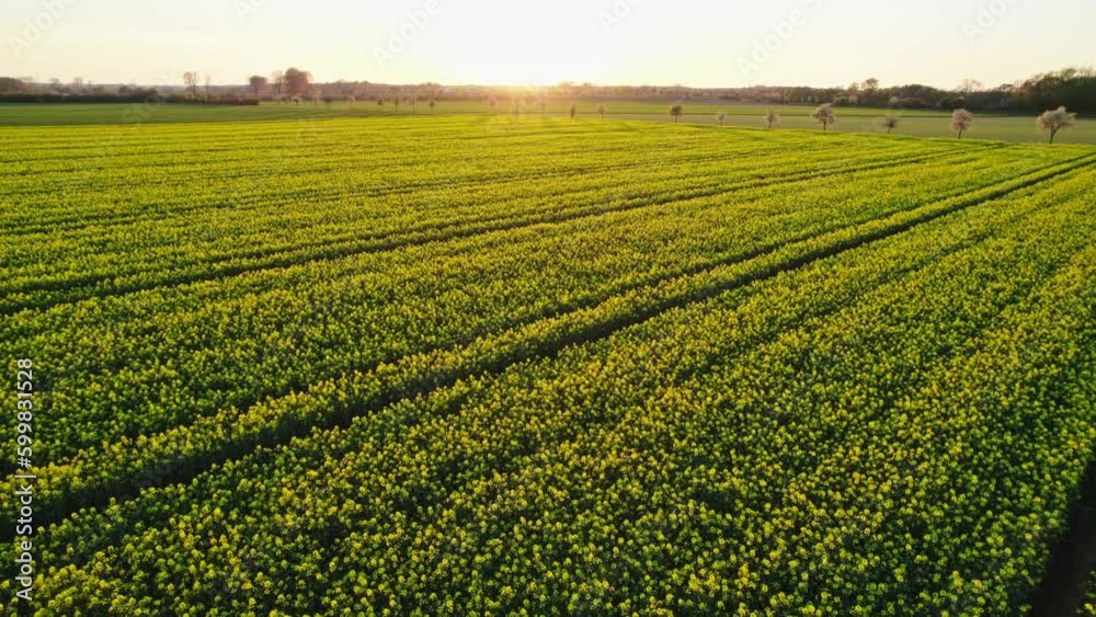 Drohnenaufnahmen von einem Rapsfeld bei Sonnenuntergang Drohnenaufnahmen von einem Rapsfeld bei Sonnenuntergang