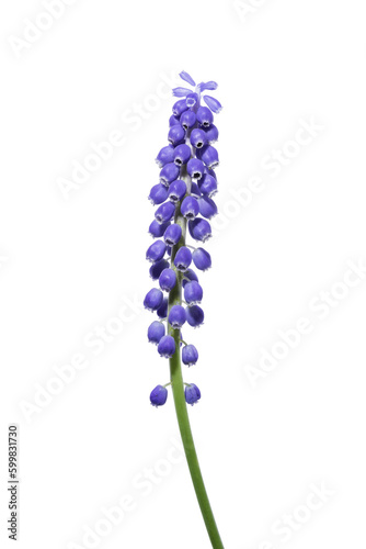 blue hyacinth flower photo