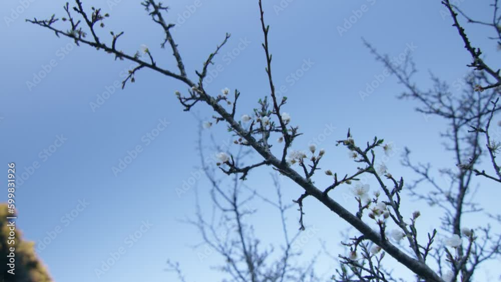 Bourgons and white flowers on a tree at sunrise, in Saint-Léger-du-Ventoux, France Bourgons and white flowers on a tree at sunrise, in Saint-Léger-du-Ventoux, France