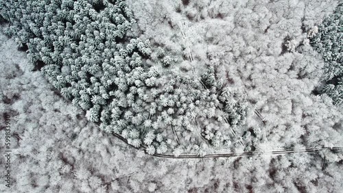 Drohnenaufnahmen vom Winterwald in Deutschland  photo