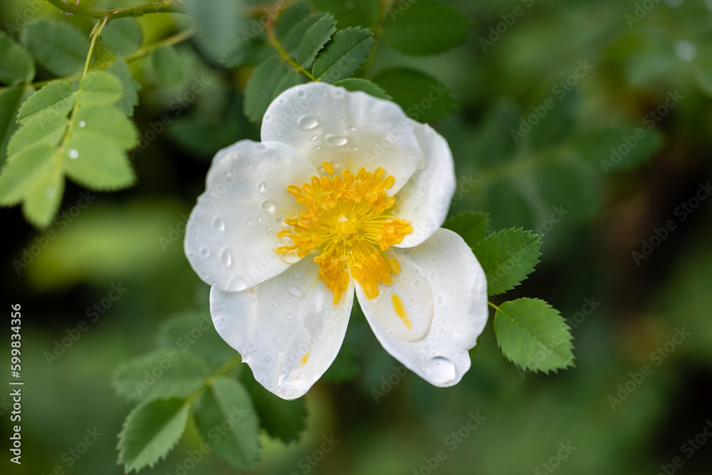 Fototapeta premium Rose Xanthina Hugonis flower cultivated in a garden in Madrid