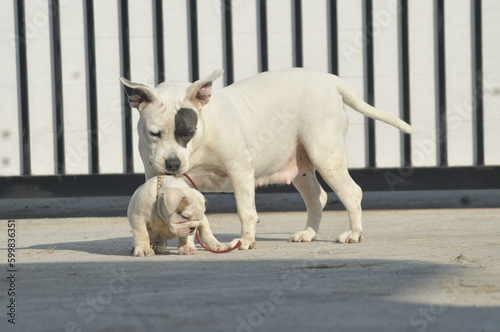 White American bully dog and English bull dog puppy is playing together on the road. They are take good care of each other.