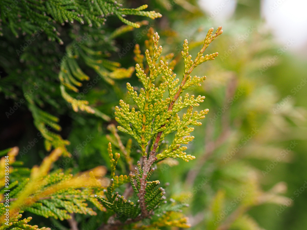 Spring in nature, in the trees. Thuja, close-up of thuja branches. Spring in nature, in the trees. Thuja, close-up of thuja branches.