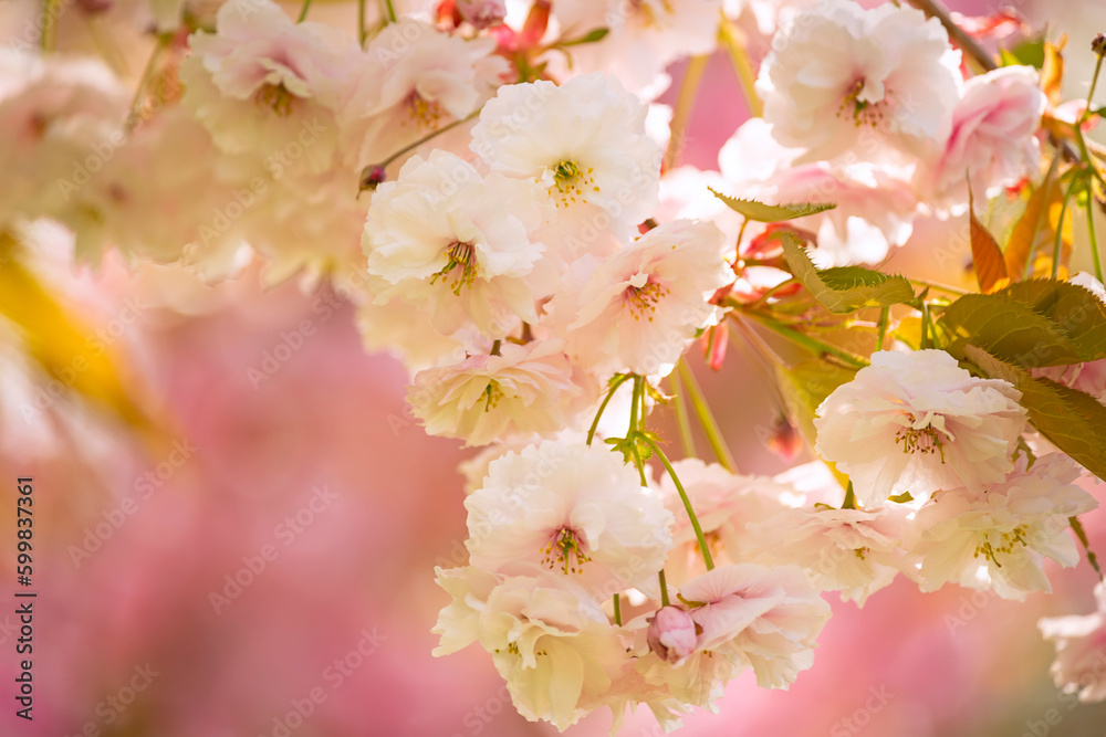 lush cherry sakura blossom tree. Delicate flowers close-up. lush cherry sakura blossom tree. Delicate flowers close-up.