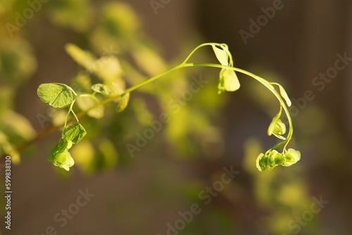 Close-up of the Adiantum fern young frond shot at the golden hour