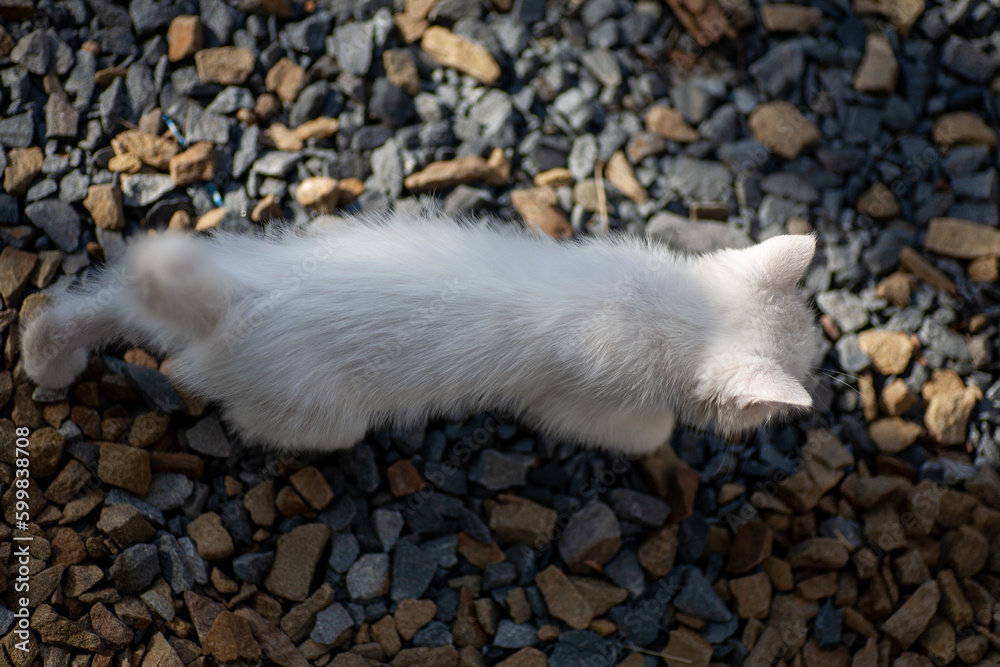 Fototapeta premium Portrait of a domestic cat of white color with big eyes. Cute clean cat. White cat with a pink nose. White Russian breed of cats.