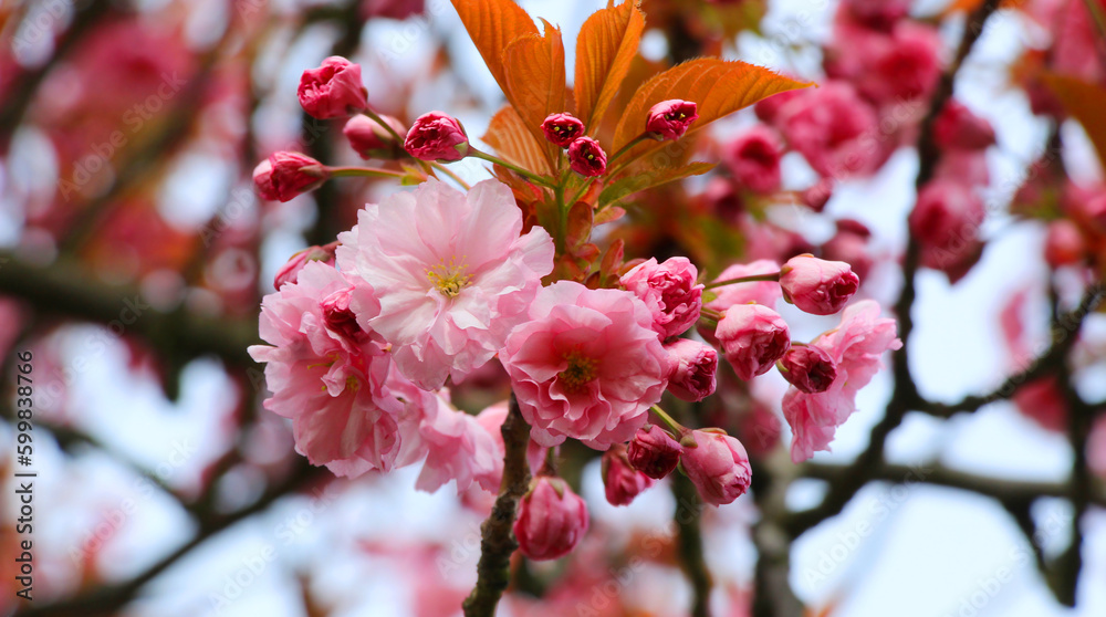 Kwitnąca gałązka wiśni japońskiej  - obrazy, fototapety, plakaty 